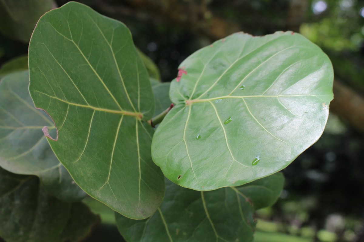 Coccoloba uvifera (L.) L.